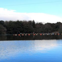 釣れる、釣れるぞ！ 大安トラウトレイク